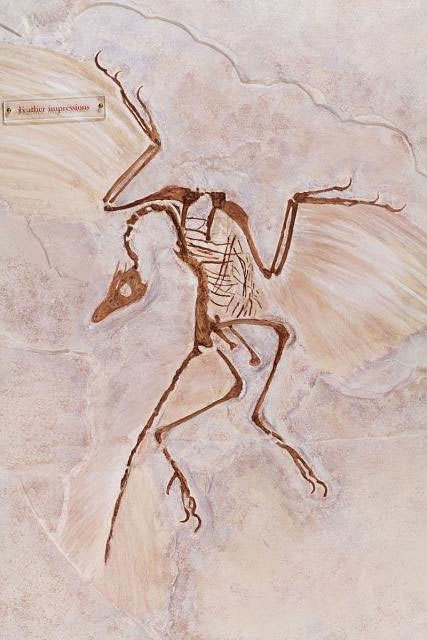 Archaeopteryx