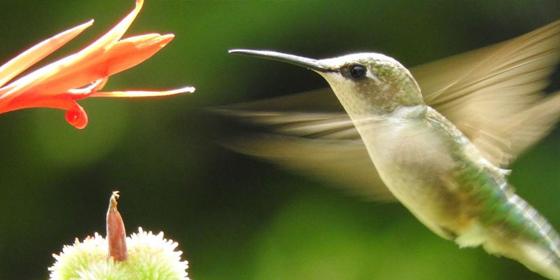 Humming Bird